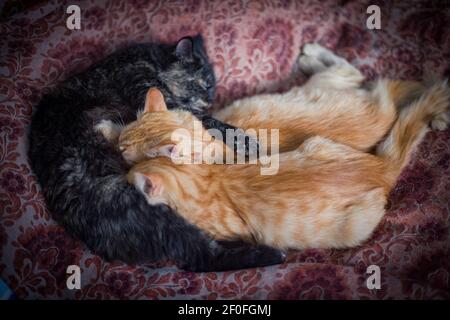 Eine dunkle Mutterkatze, die zwei gelbe Kätzchen füttert Stockfoto