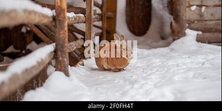 Schöne, flauschige rote Kaninchen im Winter auf dem Bauernhof. Das Kaninchen sitzt und wartet auf Nahrung. Stockfoto