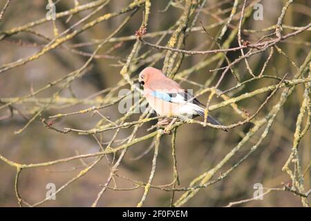 Eurasian jay im Stadtpark Staddijk in Nijmegen, Niederlande Stockfoto