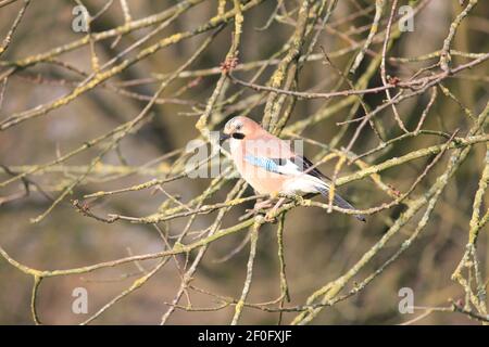 Eurasian jay im Stadtpark Staddijk in Nijmegen, Niederlande Stockfoto