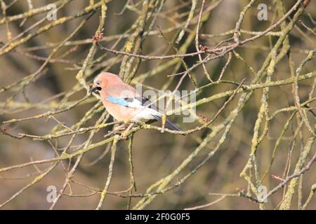 Eurasian jay im Stadtpark Staddijk in Nijmegen, Niederlande Stockfoto