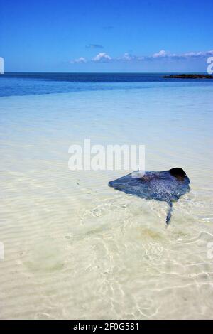 Costline züchten Fische in der blauen Lagune entspannen isla contoy Stockfoto