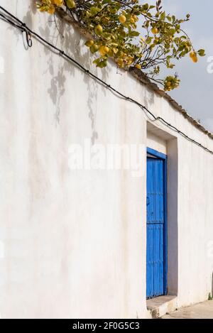 Weiße alte Fassade mit einer blauen Holztür und einem Zitronenbaum, der über die Wand guckt. Stockfoto