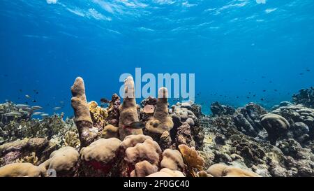 Seascape in Korallenriff der Karibik, Curacao mit Fisch, Pillar Coral und Schwamm Stockfoto