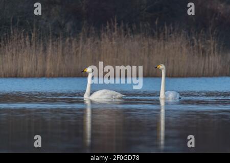 Zwei Whooper-Schwäne schwimmen bei Sonnenuntergang vorbei, fotografiert in den Niederlanden. Stockfoto