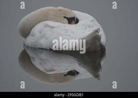 Eine schöne Spiegelung eines stummen Schwans an einem kalten verschneiten Tag, fotografiert in den Niederlanden. Stockfoto