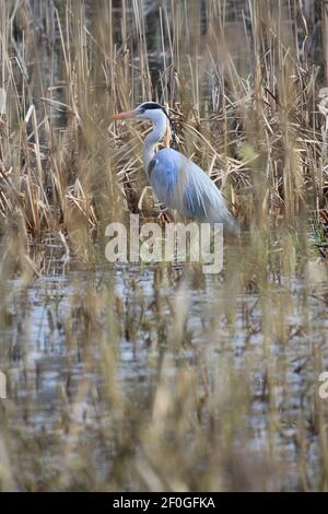 Blauer Reiher im Stadtpark Staddijk in Nijmegen, Niederlande Stockfoto