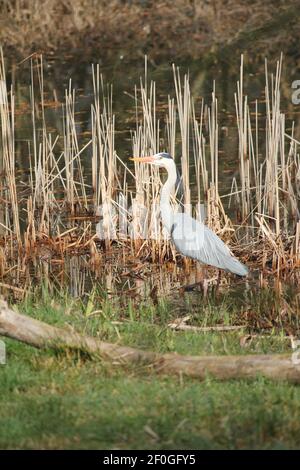 Blauer Reiher im Stadtpark Staddijk in Nijmegen, Niederlande Stockfoto