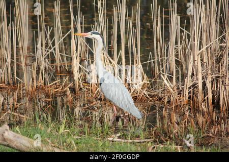 Blauer Reiher im Stadtpark Staddijk in Nijmegen, Niederlande Stockfoto