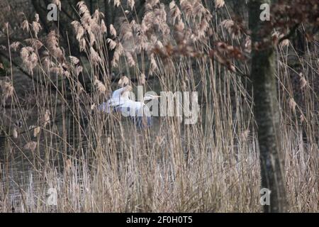 Blauer Reiher im Stadtpark Staddijk in Nijmegen, Niederlande Stockfoto