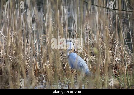 Blauer Reiher im Stadtpark Staddijk in Nijmegen, Niederlande Stockfoto