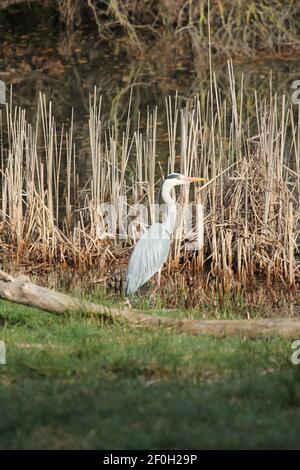 Blauer Reiher im Stadtpark Staddijk in Nijmegen, Niederlande Stockfoto