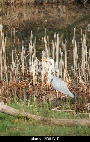 Blauer Reiher im Stadtpark Staddijk in Nijmegen, Niederlande Stockfoto