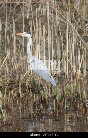 Blauer Reiher im Stadtpark Staddijk in Nijmegen, Niederlande Stockfoto