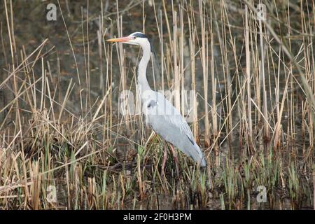 Blauer Reiher im Stadtpark Staddijk in Nijmegen, Niederlande Stockfoto