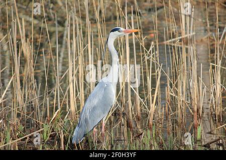 Blauer Reiher im Stadtpark Staddijk in Nijmegen, Niederlande Stockfoto