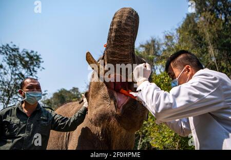 (210307) -- JINGHONG, 7. März 2021 (Xinhua) -- EIN Wildtierschützer überprüft die Mundhöhle eines asiatischen Elefanten namens Xiaoqiang im Asian Elephant Breeding and Rescue Center in der Autonomen Präfektur Xishuangbanna Dai, südwestlich der Provinz Yunnan, 6. März 2021. Die asiatischen Elefanten, die mit weniger als 400 Einwohnern in China unter erstklassigem nationalem Schutz stehen, sind vor allem in Yunnan zu finden. Die Mitarbeiter des Asian Elephant Breeding and Rescue Centre haben sich der Verbesserung des Wohlergehens der Arten verschrieben. (Xinhua/Jiang Wenyao) Stockfoto