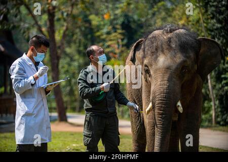 (210307) -- JINGHONG, 7. März 2021 (Xinhua) -- Wildtierschützer messen den Brustumfang eines asiatischen Elefanten namens Xiaoqiang im Asian Elephant Breeding and Rescue Center in der Autonomen Präfektur Xishuangbanna Dai, südwestlich der Provinz Yunnan, 6. März 2021. Die asiatischen Elefanten, die mit weniger als 400 Einwohnern in China unter erstklassigem nationalem Schutz stehen, sind vor allem in Yunnan zu finden. Die Mitarbeiter des Asian Elephant Breeding and Rescue Centre haben sich der Verbesserung des Wohlergehens der Arten verschrieben. (Xinhua/Jiang Wenyao Stockfoto