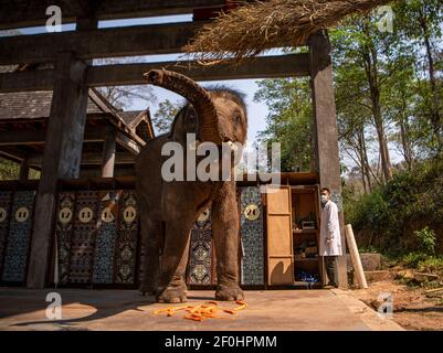 (210307) -- JINGHONG, 7. März 2021 (Xinhua) -- EIN Wildtierschützer misst das Gewicht eines asiatischen Elefanten namens 'Xiaoqiang' im Asian Elephant Breeding and Rescue Center in der Autonomen Präfektur Xishuangbanna Dai, südwestlich der Provinz Yunnan, 6. März 2021. Die asiatischen Elefanten, die mit weniger als 400 Einwohnern in China unter erstklassigem nationalem Schutz stehen, sind vor allem in Yunnan zu finden. Die Mitarbeiter des Asian Elephant Breeding and Rescue Centre haben sich der Verbesserung des Wohlergehens der Arten verschrieben. (Xinhua/Jiang Wenyao) Stockfoto