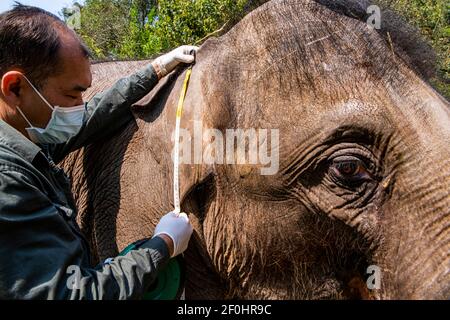 (210307) -- JINGHONG, 7. März 2021 (Xinhua) -- EIN Wildtierschützer überprüft das Ohr eines asiatischen Elefanten namens 'Xiaoqiang' im Asian Elephant Breeding and Rescue Center in der Autonomen Präfektur Xishuangbanna Dai, südwestlich der Provinz Yunnan, 6. März 2021. Die asiatischen Elefanten, die mit weniger als 400 Einwohnern in China unter erstklassigem nationalem Schutz stehen, sind vor allem in Yunnan zu finden. Die Mitarbeiter des Asian Elephant Breeding and Rescue Centre haben sich der Verbesserung des Wohlergehens der Arten verschrieben. (Xinhua/Jiang Wenyao) Stockfoto