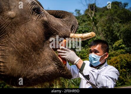 (210307) -- JINGHONG, 7. März 2021 (Xinhua) -- EIN Wildtierschützer überprüft die Mundhöhle eines asiatischen Elefanten namens Xiaoqiang im Asian Elephant Breeding and Rescue Center in der Autonomen Präfektur Xishuangbanna Dai, südwestlich der Provinz Yunnan, 6. März 2021. Die asiatischen Elefanten, die mit weniger als 400 Einwohnern in China unter erstklassigem nationalem Schutz stehen, sind vor allem in Yunnan zu finden. Die Mitarbeiter des Asian Elephant Breeding and Rescue Centre haben sich der Verbesserung des Wohlergehens der Arten verschrieben. (Xinhua/Jiang Wenyao) Stockfoto