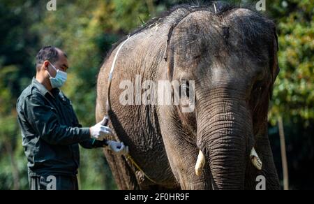 (210307) -- JINGHONG, 7. März 2021 (Xinhua) -- EIN Wildtierschützer misst den Bauchumfang eines asiatischen Elefanten namens Xiaoqiang im Asian Elephant Breeding and Rescue Center in der Autonomen Präfektur Xishuangbanna Dai, südwestlich der Provinz Yunnan, 6. März 2021. Die asiatischen Elefanten, die mit weniger als 400 Einwohnern in China unter erstklassigem nationalem Schutz stehen, sind vor allem in Yunnan zu finden. Die Mitarbeiter des Asian Elephant Breeding and Rescue Centre haben sich der Verbesserung des Wohlergehens der Arten verschrieben. (Xinhua/Jiang Stockfoto