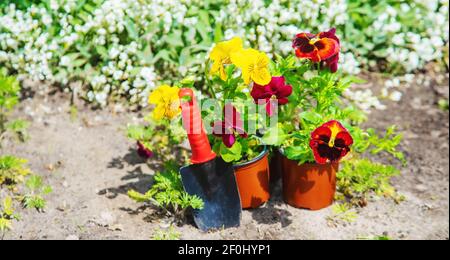 Pflanzen von Blumen im Garten. Selektiver Fokus Natur. Stockfoto