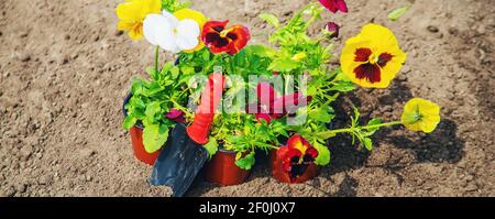 Pflanzen von Blumen im Garten. Selektiver Fokus Natur. Stockfoto