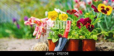 Pflanzen von Blumen im Garten. Selektiver Fokus Natur. Stockfoto