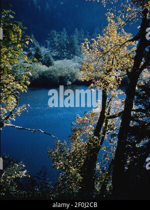 Dia / Umkehrfilm von einem Blick auf einen amerikanischen Fluss durch die Bäume. Diese wurde im Oktober 1960 aufgenommen. Stockfoto