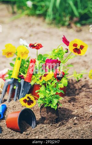 Pflanzen von Blumen im Garten. Selektiver Fokus. Stockfoto