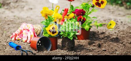 Pflanzen von Blumen im Garten. Selektiver Fokus Natur. Stockfoto