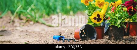 Pflanzen von Blumen im Garten. Selektiver Fokus. Stockfoto