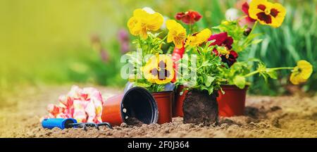 Pflanzen von Blumen im Garten. Selektiver Fokus. Stockfoto