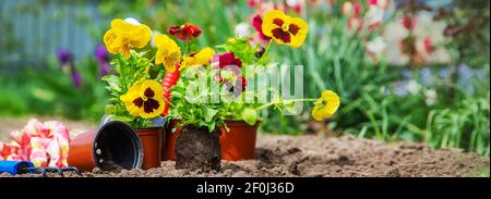 Pflanzen von Blumen im Garten. Selektiver Fokus. Stockfoto