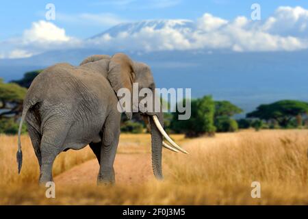 Elefant im Gras mit dem Kilimandscharo im Hintergrund Stockfoto