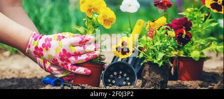 Der Gärtner pflanzt Blumen in den Garten. Selektiver Fokus. Stockfoto