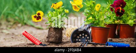 Pflanzen von Blumen im Garten. Selektiver Fokus. Stockfoto