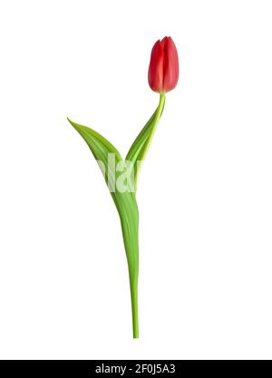 Naturalistische 3D Ansicht der rot blühenden Tulpe mit grünen Blättern auf weißem Hintergrund. Vektorgrafik. EPS10 Stock Vektor