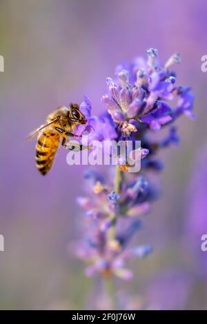 Biene auf der Suche nach Nektar der Lavendelblüte. Nahaufnahme und selektiver Fokus Stockfoto