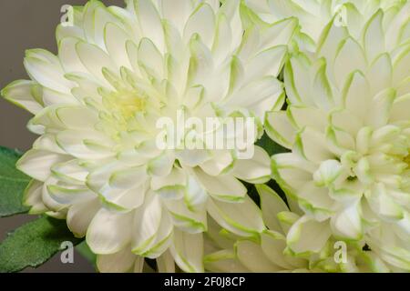 Weiße Chrysantheme Fine Art Floral natürliche Texturen. Texturen Für Hochformat-Fotos. Digital Studio Hintergrund, am besten für nette Familienfotos, atmosphärisch Stockfoto
