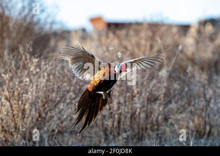 Ein Hahn Pheasant im Flug an einem Spätherbsttag Stockfoto