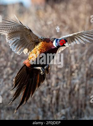 Ein Hahn Pheasant im Flug an einem Spätherbsttag Stockfoto