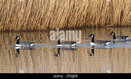 Gänse schwimmen in einem Fluss Stockfoto