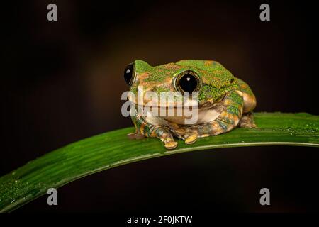 Peacock Laubfrosch (Leptopelis vermiculatus) Stockfoto