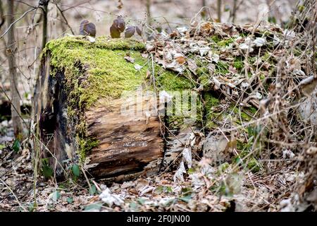 Braunschweig, Deutschland. März 2021, 07th. Moos wächst auf einem Baumstamm im Naturschutzgebiet (NSG) Riddagshausen. Quelle: Hauke-Christian Dittrich/dpa/Alamy Live News Stockfoto