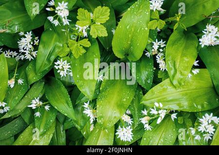 Bärlauch blüht in Tautropfen. Grüne Natur Hintergrund von oben. Blätter aus Holz Knoblauchpflanze werden als Salat, Kräuter, in der Suppe oder für Pesto verwendet Stockfoto