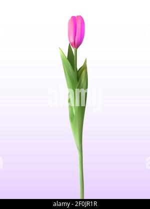 Naturalistische 3D Ansicht der rosa blühenden Tulpe auf weißem Hintergrund. Vektorgrafik. EPS10 Stock Vektor