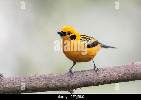 goldener Tanager, Tnagara arthus, erwachsener, auf einem Ast sitzend, Ecuador Stockfoto