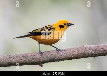 goldener Tanager, Tnagara arthus, erwachsener, auf einem Ast sitzend, Ecuador Stockfoto